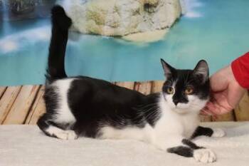 Peach -  Domestic Short Hair Cat for Adoption in West Chester, Pennsylvania - Peach | PetCurious