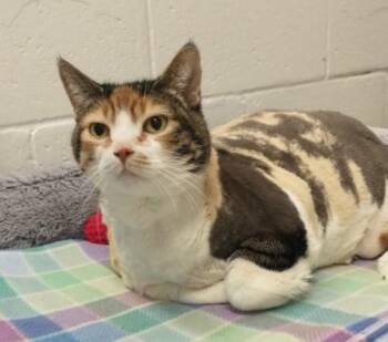 Calico Cats Available for Adoption in Richmond Hill, Ontario - Tilly | PetCurious