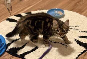 Rescue Domestic Medium Hair Cats for Adoption in Medford, Oregon - Teddy | PetCurious