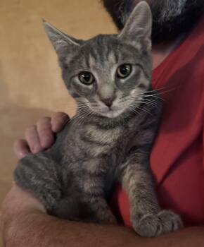 Rescue Domestic Short Hair Cats for Adoption in East Stroudsburg, Pennsylvania - Cooper | PetCurious