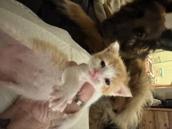 Domestic Short Hair Cats Available for Adoption in Tracy, California - Dixon | PetCurious