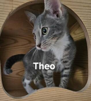 Theo -  Domestic Short Hair Cat for Adoption in Zimmerman, Minnesota - Theo | PetCurious