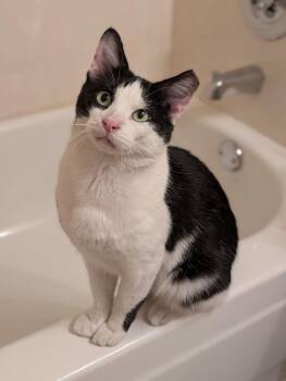 Edgar Allan 7557 -  Domestic Short Hair Cat for Adoption in Dallas, Texas - Edgar Allan 7557 | PetCurious