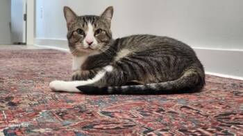 Domestic Medium Hair and Domestic Short Hair Cats Available for Adoption - Clive | PetCurious