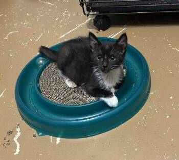 Chase -  Tuxedo Cat for Adoption in Orlando, Florida - Chase | PetCurious