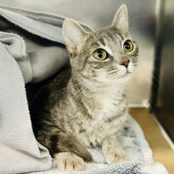 Remi  -  Domestic Short Hair Cat Available for Adoption in Jackson Township, New Jersey - Remi  | PetCurious