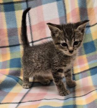 Rescue Domestic Short Hair Cats for Adoption in Murphysboro, Illinois - Rogue | PetCurious