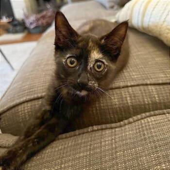 Domestic Short Hair Cats Available for Adoption in Pleasant Hill, California - Roux | PetCurious