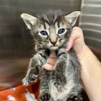 XEerie 30 -  Domestic Medium Hair Cat for Adoption in Austin, Texas - XEerie 30 | PetCurious
