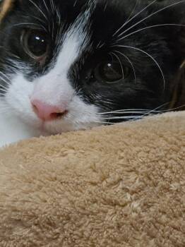 Rescue Domestic Short Hair Cats for Adoption in Hamburg, New York - Donut | PetCurious