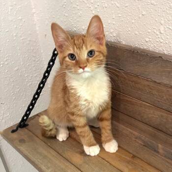 Catsup -  Domestic Short Hair Cat for Adoption in Bulverde, Texas - Catsup | PetCurious