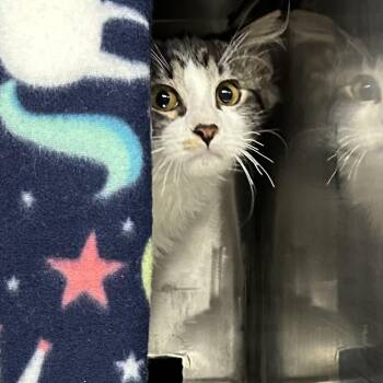 Dean -  Domestic Medium Hair Cat for Adoption in St. Louis, Missouri - Dean | PetCurious