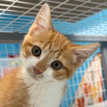 Peanut Butter -  American Shorthair Cat for Adoption in Troy, Virginia - Peanut Butter | PetCurious