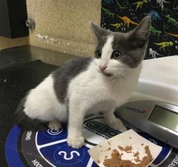 DOMINO -  Domestic Short Hair Cat for Adoption in Riverside, California - DOMINO | PetCurious