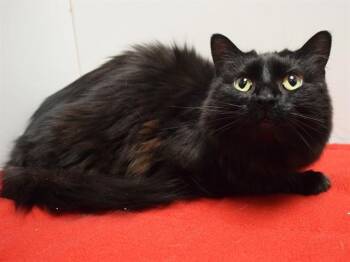 SNOWBALL -  Domestic Short Hair Cat for Adoption in Sacramento, California - SNOWBALL | PetCurious