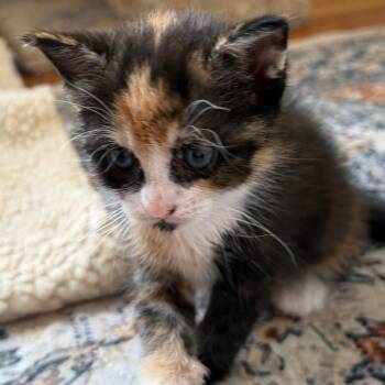 Black eyed Susie -  Domestic Short Hair Cat for Adoption in East Hanover, New Jersey - Black Eyed Susie | PetCurious