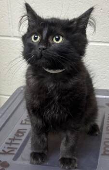 92255a Panther-PetSmart North Charleston -  Domestic Short Hair Cat for Adoption in North Charleston, South Carolina - 92255a Panther-PetSmart North Charleston | PetCurious