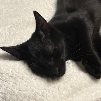 Parker -  Domestic Short Hair Cat for Adoption in Liverpool, Texas - Parker | PetCurious