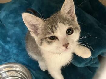 SAGE -  Domestic Short Hair Cat for Adoption in Tustin, California - SAGE | PetCurious