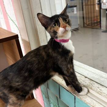 Rescue Domestic Short Hair Cats for Adoption in Laredo, Texas - Rosalia | PetCurious