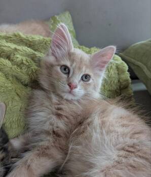 California -  Tabby and Domestic Long Hair Cat Available for Adoption in Ocala, Florida - California | PetCurious