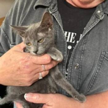 Flower -  Domestic Short Hair Cat for Adoption in League City, Texas - Flower | PetCurious