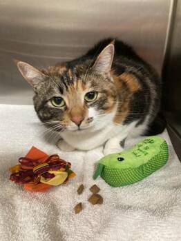 DEOR -  Domestic Short Hair Cat Available for Adoption - DEOR | PetCurious