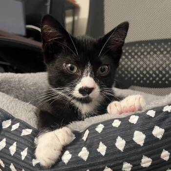 Mittens Ramishvili (polydactyl) -  Domestic Short Hair Cat for Adoption in Merrifield, Virginia - Mittens Ramishvili (polydactyl) | PetCurious