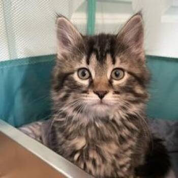 Domestic Long Hair and Maine Coon Cats Available for Adoption in Granville, Ohio - Basmati | PetCurious