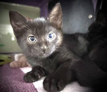 CAPTAIN CUSHION* -  Domestic Short Hair Cat for Adoption in Santa Cruz, California - CAPTAIN CUSHION* | PetCurious
