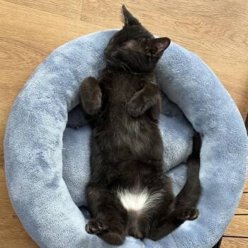 Melon -  Domestic Short Hair Cat for Adoption in Chicago, Illinois - Melon | PetCurious