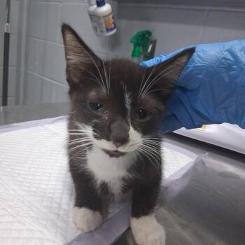 Dime -  Domestic Short Hair Cat for Adoption in Summerville, South Carolina - Dime | PetCurious