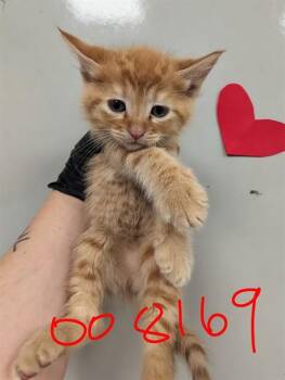 Domestic Short Hair Cats Available for Adoption in Ontario, California - BOOM - IN FOSTER | PetCurious