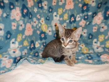 APPLE -  Domestic Short Hair Cat for Adoption in San Jose, California - APPLE | PetCurious