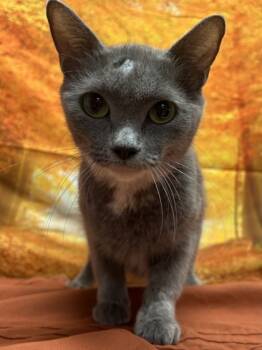 Rescue Domestic Short Hair Cats for Adoption in San Antonio, Texas - Amygdala | PetCurious