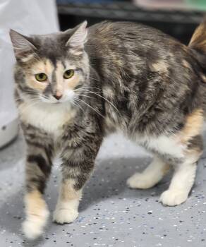 Rescue Domestic Medium Hair Cats for Adoption in Dayton, Minnesota - Lilith | PetCurious