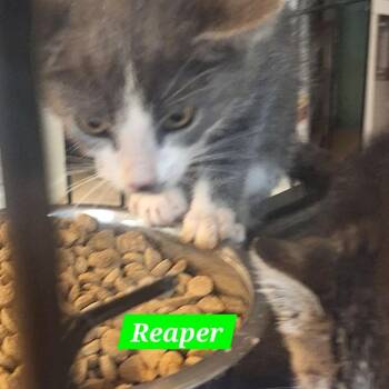 Domestic Short Hair Cats Available for Adoption in Madill, Oklahoma - Reaper | PetCurious