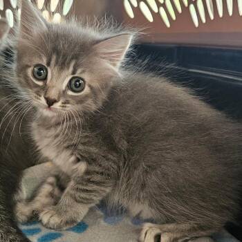 Domestic Medium Hair Cats Available for Adoption in Montgomery, Alabama - Vinnia | PetCurious
