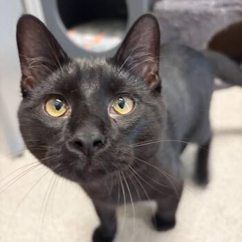 Ice King -  Domestic Short Hair Cat for Adoption in Hillsboro, Missouri - Ice King | PetCurious
