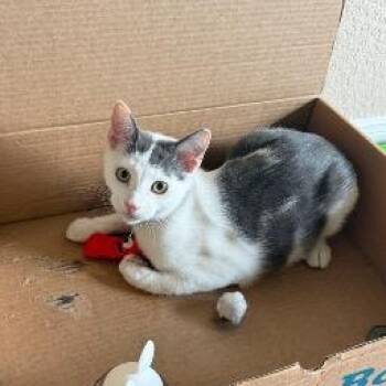 Oakley Lumberton -  Tabby and Domestic Short Hair Cat for Adoption in Friendswood, Texas - Oakley Lumberton | PetCurious