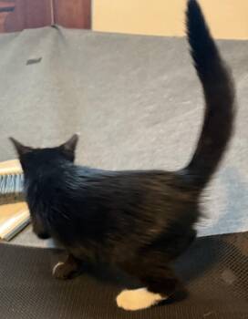 Parker -  Domestic Short Hair Cat for Adoption in Emporia, Kansas - Parker | PetCurious