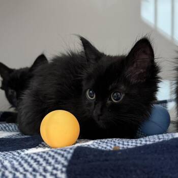Dream -  Domestic Medium Hair Cat for Adoption in Oakland, California - Dream | PetCurious
