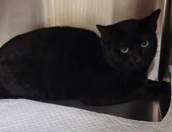 Rescue Domestic Short Hair Cats for Adoption in Christiansburg, Virginia - Bosco | PetCurious