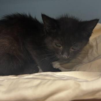 Souper -  Domestic Short Hair Cat for Adoption in Chattanooga, Tennessee - Souper | PetCurious