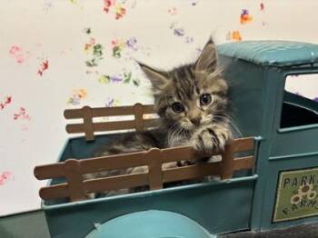 Russia -  Domestic Short Hair Cat for Adoption in Lafayette, Indiana - Russia | PetCurious