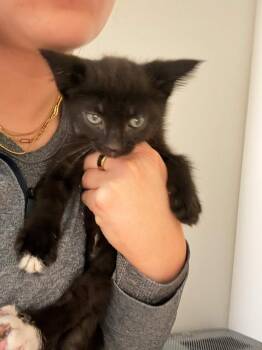 Domestic Short Hair Cats Available for Adoption in Wyoming, Michigan - Jive | PetCurious