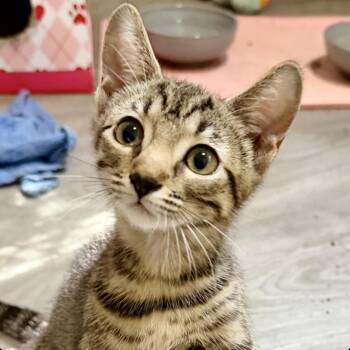 Gilly -  Domestic Short Hair Cat for Adoption in Sonora, California - Gilly | PetCurious