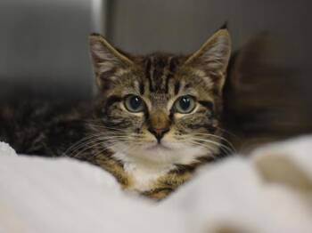 Trixie -  Domestic Medium Hair Cat for Adoption in Portland, Oregon - Trixie | PetCurious
