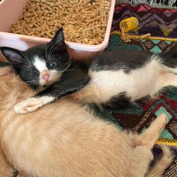Cow Calling -  Domestic Short Hair Cat Available for Adoption in Carencro, Louisiana - Cow Calling | PetCurious