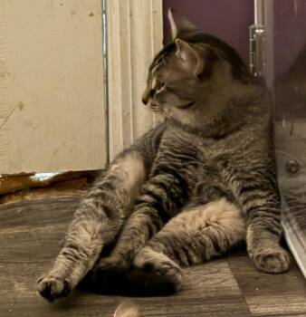 Tabby Cats Available for Adoption - Kirby | PetCurious